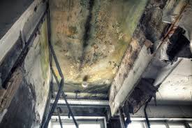 Why You Should Choose Our Mold Remediation Services in Mendon, IL